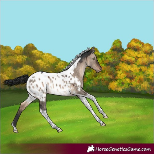 Horse Color:Brown Dun Mushroom Tobiano Appaloosa 