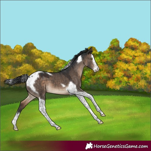 Horse Color:Brown Dun Splash Tobiano Varnish 
