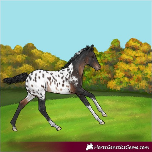 Horse Color:Brown Tobiano Near Leopard