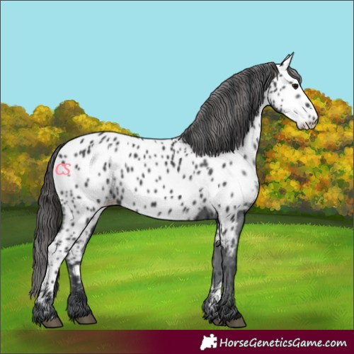 Horse Color:Black Appaloosa 