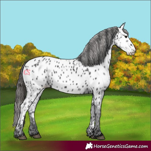 Horse Color:Black Near Leopard 