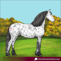 Horse Color:Black Appaloosa 