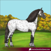 Horse Color:Grullo Near Leopard 