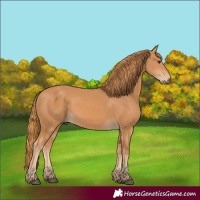 Horse Color:Chestnut Rabicano 
