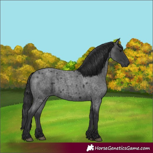 Horse Color:Blue Roan 