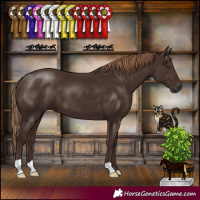 Horse Color:Liver Chestnut 