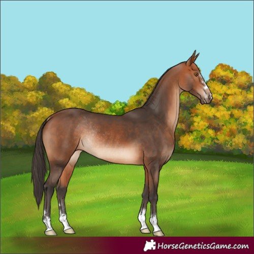 Horse Color:Bay Rabicano 
