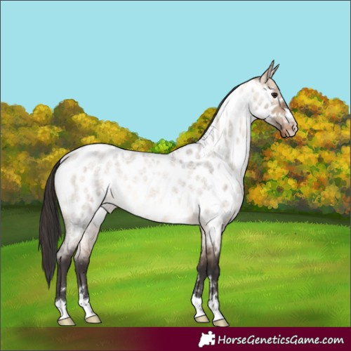 Horse Color:Bay Roan Dun Appaloosa Rabicano 