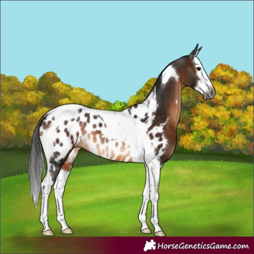Horse Color:Gray Brown Splash Tobiano Near Leopard Rabicano