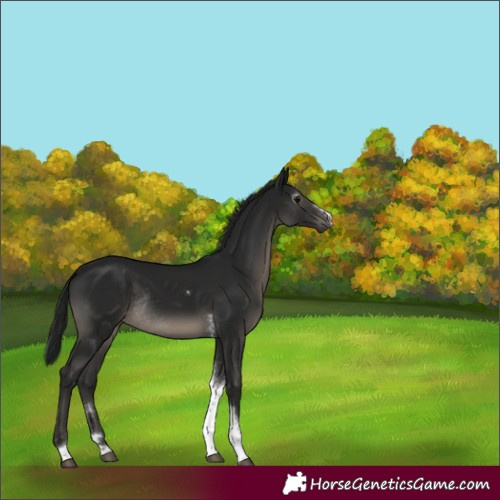 Horse Color:Gray Black Tobiano Rabicano
