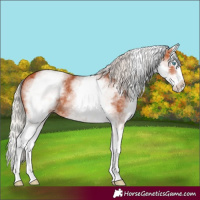 Horse Color:White Spotted Silver Bay Splash
