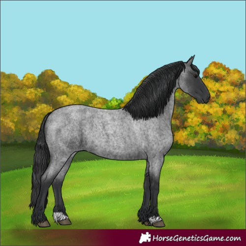 Horse Color:Blue Roan 
