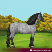 Horse Color:Blue Roan 