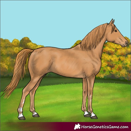 Horse Color:Chestnut Rabicano 