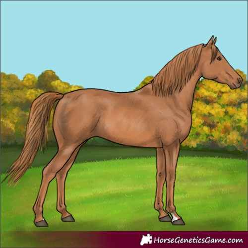 Horse Color:Chestnut Rabicano 