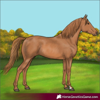 Horse Color:Chestnut Rabicano 