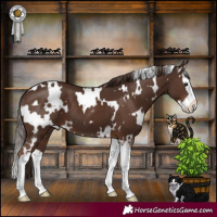 Horse Color:White Spotted Liver Chestnut Splash 