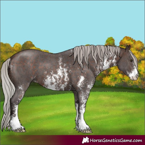 Horse Color:Silver Brown Sabino 