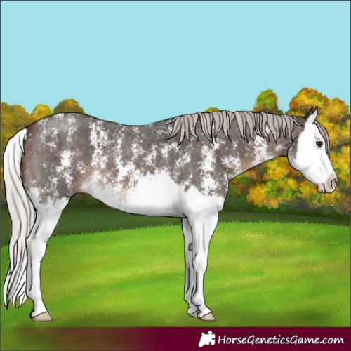 Horse Color:Silver Brown Sabino Splash 