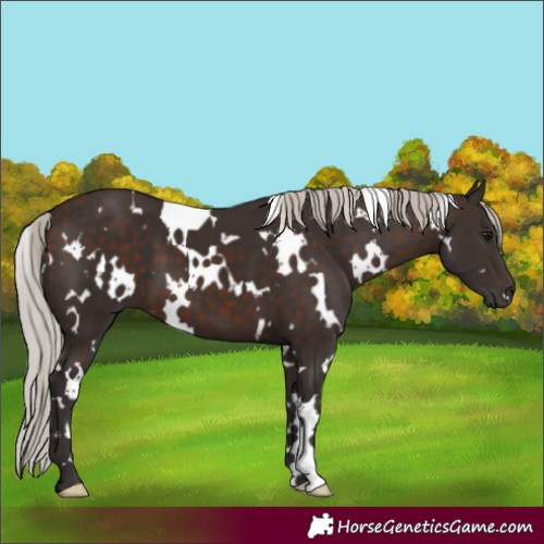 Horse Color:White Spotted Silver Brown 