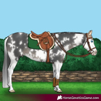 Horse Color:White Spotted Black Splash