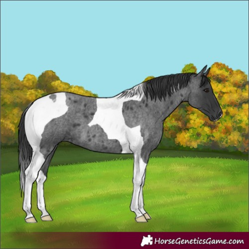 Horse Color:Blue Roan Tobiano 