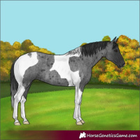 Horse Color:Blue Roan Tobiano 