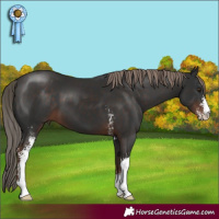 Horse Color:Liver Chestnut Sabino