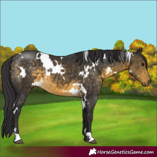 Horse Color:White Spotted Buckskin 