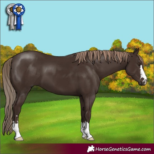 Horse Color:Liver Chestnut 