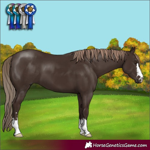 Horse Color:Liver Chestnut 
