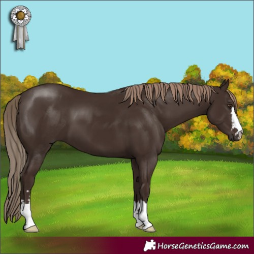 Horse Color:Liver Chestnut 
