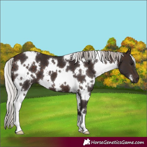 Horse Color:White Spotted Silver Brown 