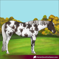 Horse Color:White Spotted Silver Brown