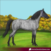 Horse Color:Blue Roan