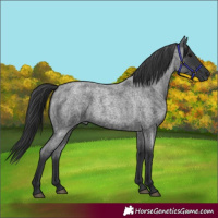 Horse Color:Blue Roan 