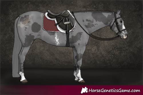 Horse Color:Black Merle Sabino
