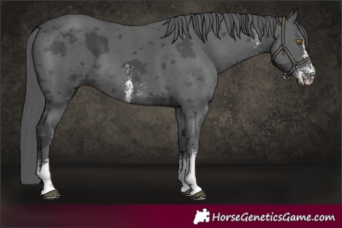 Horse Color:Black Merle Sabino 