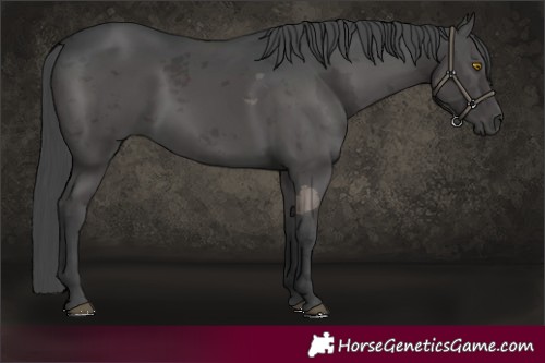 Horse Color:Black Merle