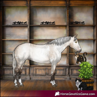 Horse Color:Gray White Spotted Silver Bay Dun Brindle