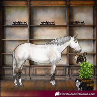 Horse Color:Gray White Spotted Silver Bay Dun Brindle 