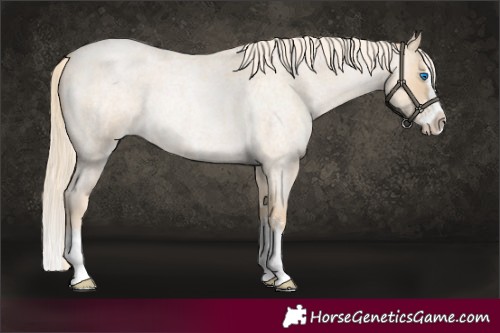 Horse Color:Palomino Roan Pearl Merle Sabino Splash