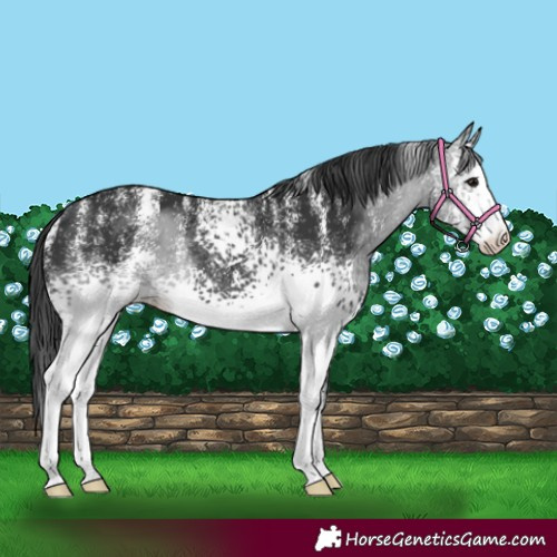 Horse Color:Powder White White Spotted Black