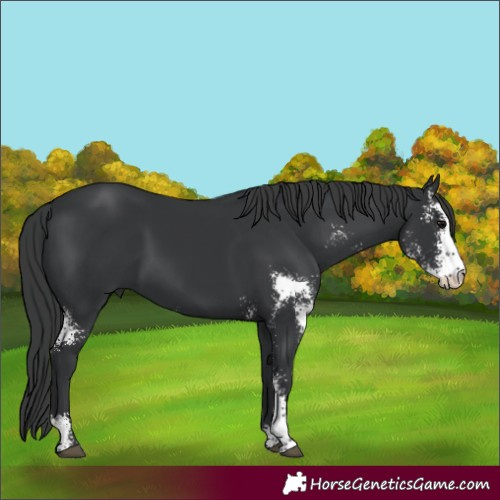 Horse Color:Black Sabino 