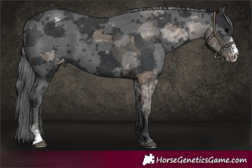 Horse Color:Black Merle Sabino Appaloosa 