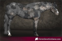 Horse Color:Black Merle Sabino Varnish