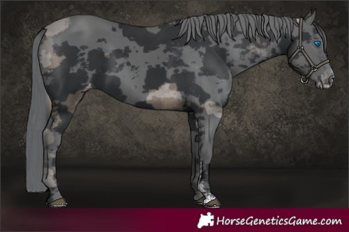Horse Color:Black Merle Sabino Appaloosa