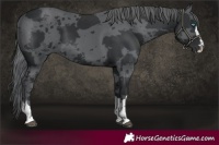 Horse Color:Black Merle