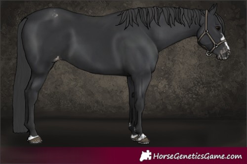 Horse Color:Black Varnish