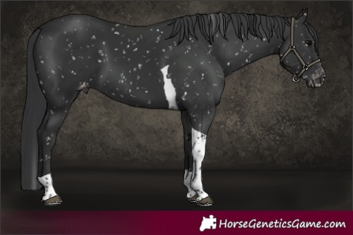 Horse Color:Black Tobiano Appaloosa 